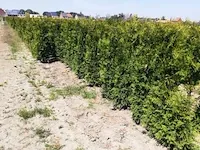 10 x thuja brabant - afbeelding 2 van  2
