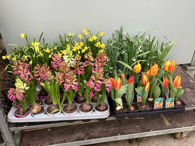 100 bloembollen mix - afbeelding 1 van  1