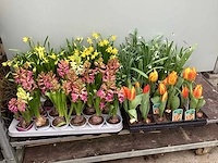 100 bloembollen mix - afbeelding 1 van  1