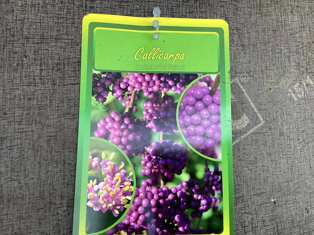 100 callicarpa - afbeelding 1 van  3