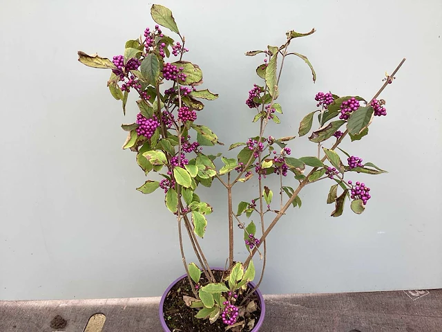 100 callicarpa - afbeelding 2 van  3