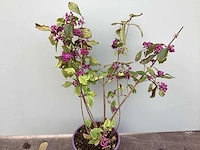 100 callicarpa - afbeelding 2 van  3