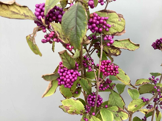 100 callicarpa - afbeelding 3 van  3