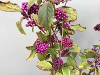 100 callicarpa - afbeelding 3 van  3