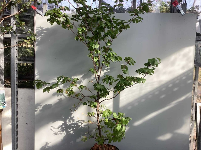 100 fagus sylvatica 140-160 - afbeelding 1 van  2