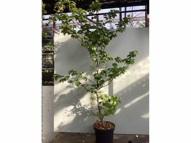 100 fagus sylvatica 140-160 - afbeelding 2 van  2