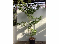 100 fagus sylvatica 140-160 - afbeelding 2 van  2