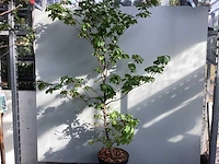 100 fagus sylvatica 140-160 - afbeelding 1 van  2