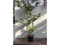 100 fagus sylvatica 140-160 - afbeelding 2 van  2