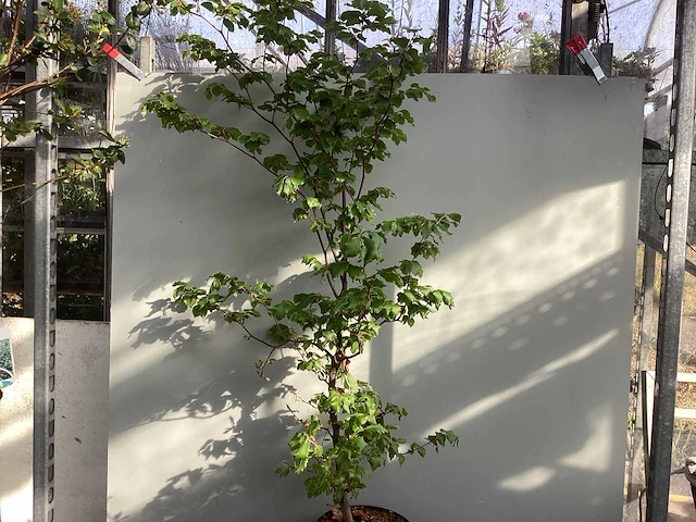 100 fagus sylvatica 150-180 - afbeelding 1 van  2