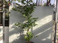 100 fagus sylvatica 150-180 - afbeelding 1 van  2