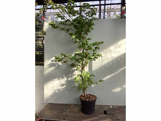 100 fagus sylvatica 150-180 - afbeelding 2 van  2