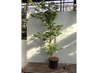 100 fagus sylvatica 150-180 - afbeelding 2 van  2