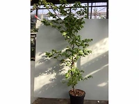 100 fagus sylvatica 180-200 - afbeelding 2 van  2