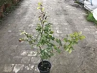 100 fagus sylvatica 80-100