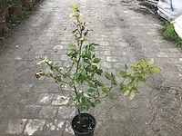 100 fagus sylvatica 80-100 - afbeelding 1 van  1