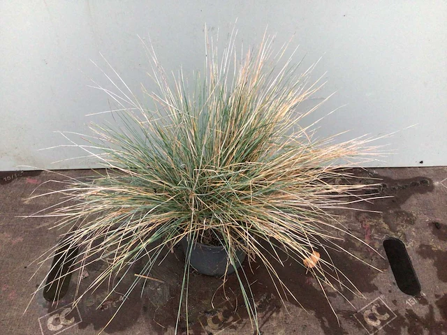 100 festuca glauca - afbeelding 1 van  2