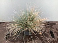 100 festuca glauca - afbeelding 1 van  2