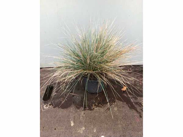 100 festuca glauca - afbeelding 2 van  2