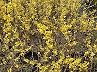 100 forsythia - afbeelding 1 van  2