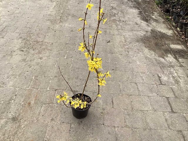 100 forsythia - afbeelding 2 van  2