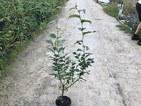 100 haagbeuk 110-130 - afbeelding 1 van  1