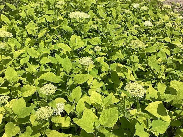 100 hydrangea annabelle - afbeelding 1 van  3