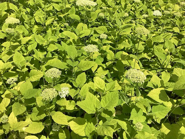 100 hydrangea annabelle - afbeelding 1 van  3