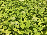 100 hydrangea annabelle - afbeelding 1 van  3