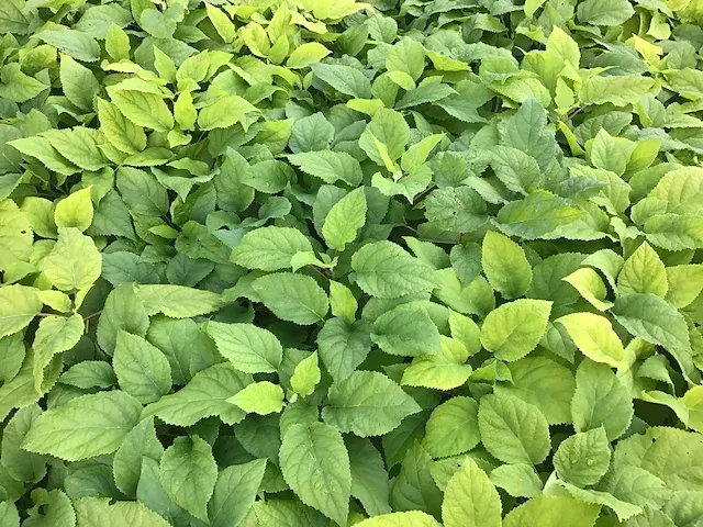 100 hydrangea annabelle - afbeelding 1 van  2