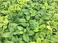 100 hydrangea annabelle