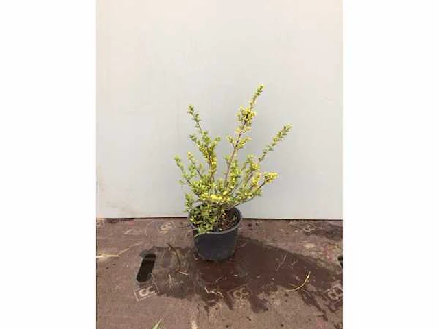 100 ilex crenata - afbeelding 2 van  2