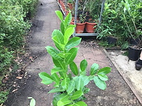 100 laurier 130-150 - afbeelding 1 van  2