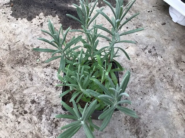 100 lavendel in potmaat p9 - afbeelding 1 van  3