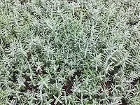 100 lavendel in potmaat p9 - afbeelding 3 van  3