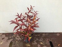 100 leucothoe - afbeelding 1 van  2