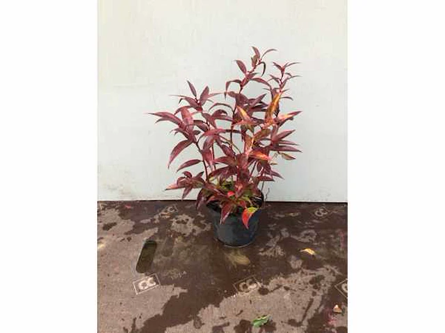 100 leucothoe - afbeelding 2 van  2