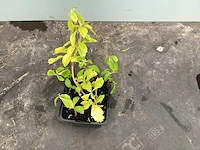 100 pachysandra, 100 waldsteinia, 100 klimop, 100 vinca