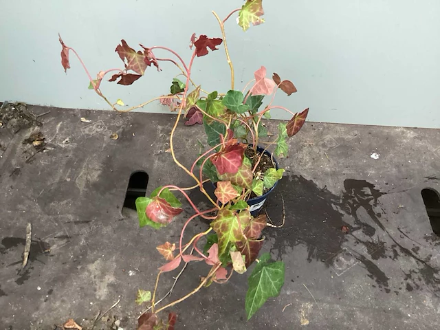 100 pachysandra, 100 waldsteinia, 100 klimop, 100 vinca - afbeelding 2 van  4