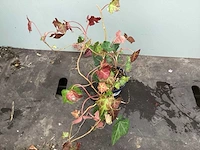 100 pachysandra, 100 waldsteinia, 100 klimop, 100 vinca - afbeelding 2 van  4