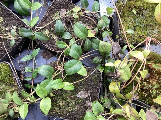 100 pachysandra, 100 waldsteinia, 100 klimop, 100 vinca - afbeelding 4 van  4