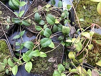 100 pachysandra, 100 waldsteinia, 100 klimop, 100 vinca - afbeelding 4 van  4