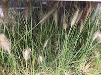 100 pennesetum hamelen - afbeelding 1 van  2