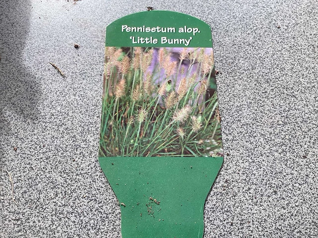 100 pennesetum little bunny - afbeelding 1 van  2