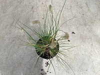 100 pennesetum little bunny - afbeelding 2 van  2