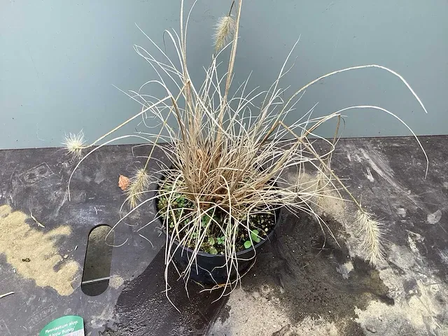 100 pennesetum little bunny - afbeelding 2 van  2