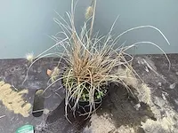 100 pennesetum little bunny - afbeelding 2 van  2