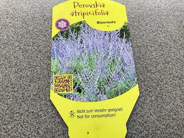 100 perofskia - afbeelding 1 van  2