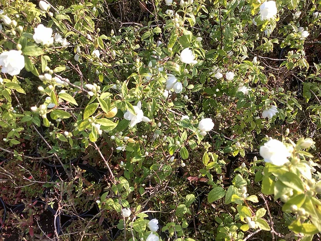 100 philadelphius - afbeelding 1 van  3