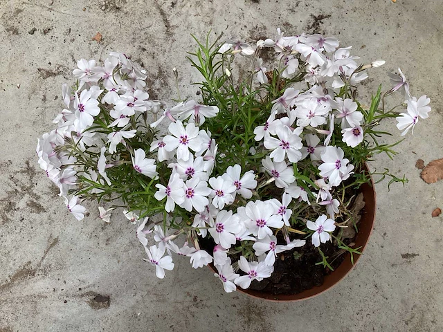 100 phlox - afbeelding 1 van  2